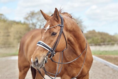 Finesse Cassidy Double Bridle