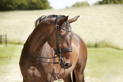 Finesse Cayenne Double Bridle