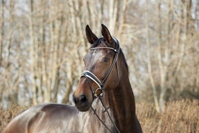 Finesse Cayenne Bridle