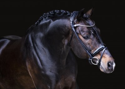 Finesse Himalaya Bridle