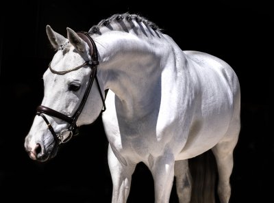 Finesse Himalaya Bridle