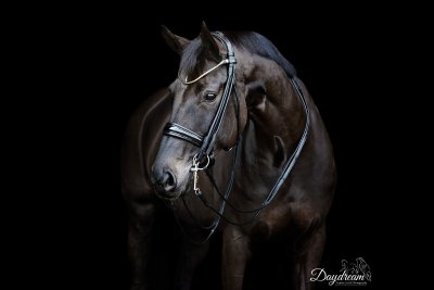 Finesse Cassidy Double Bridle