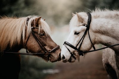 Finesse Spirit Bridle