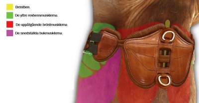 Freedom Westerngjord